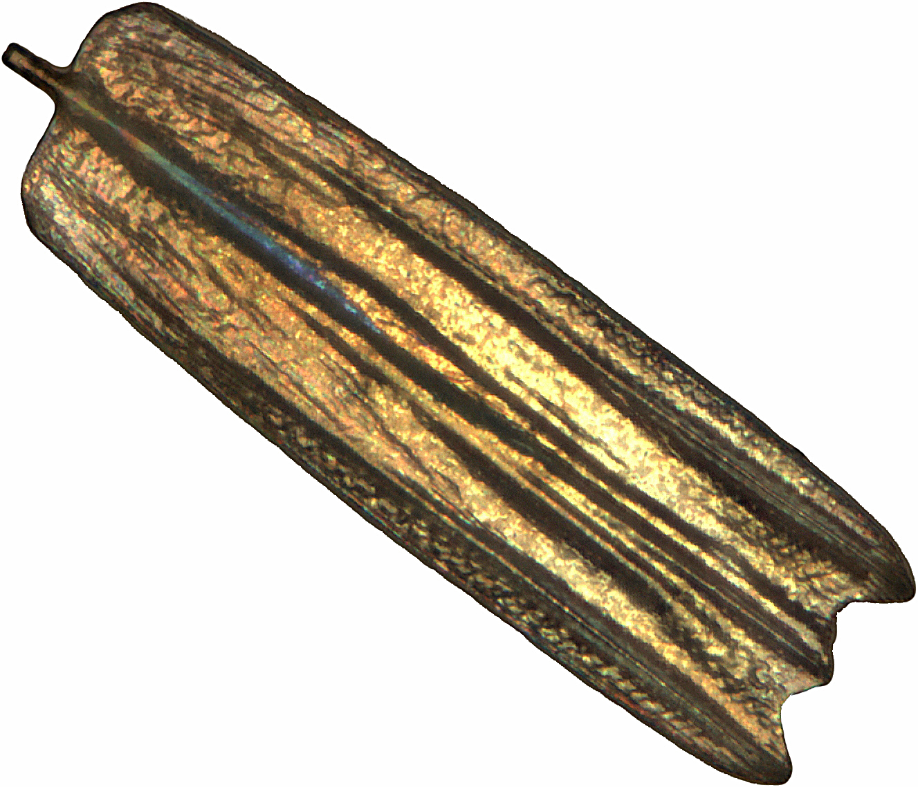 Chrysiridia rhipheus scale at center of wing.