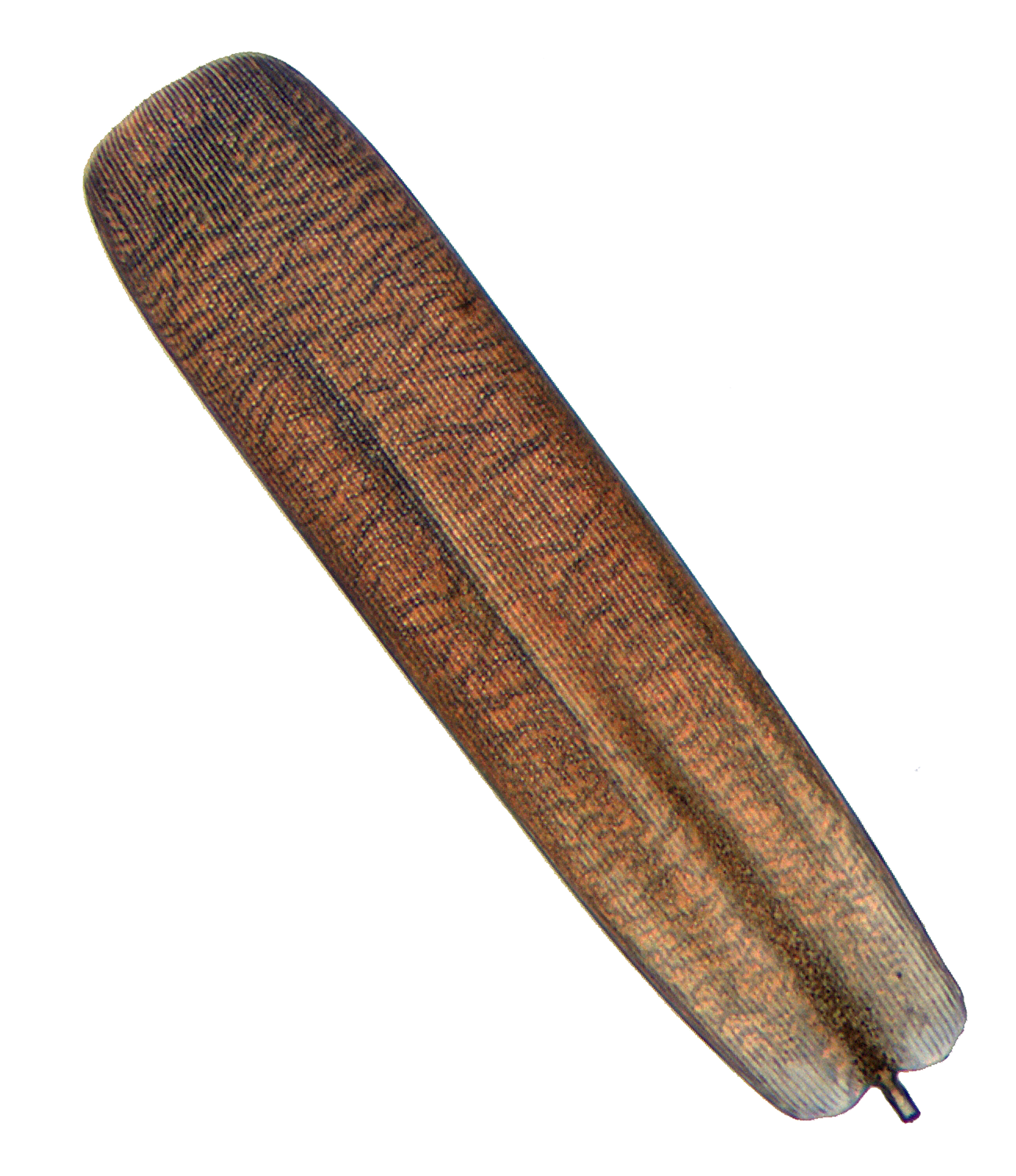 Chrysiridia rhipheus scale near the edge of the rear wing.