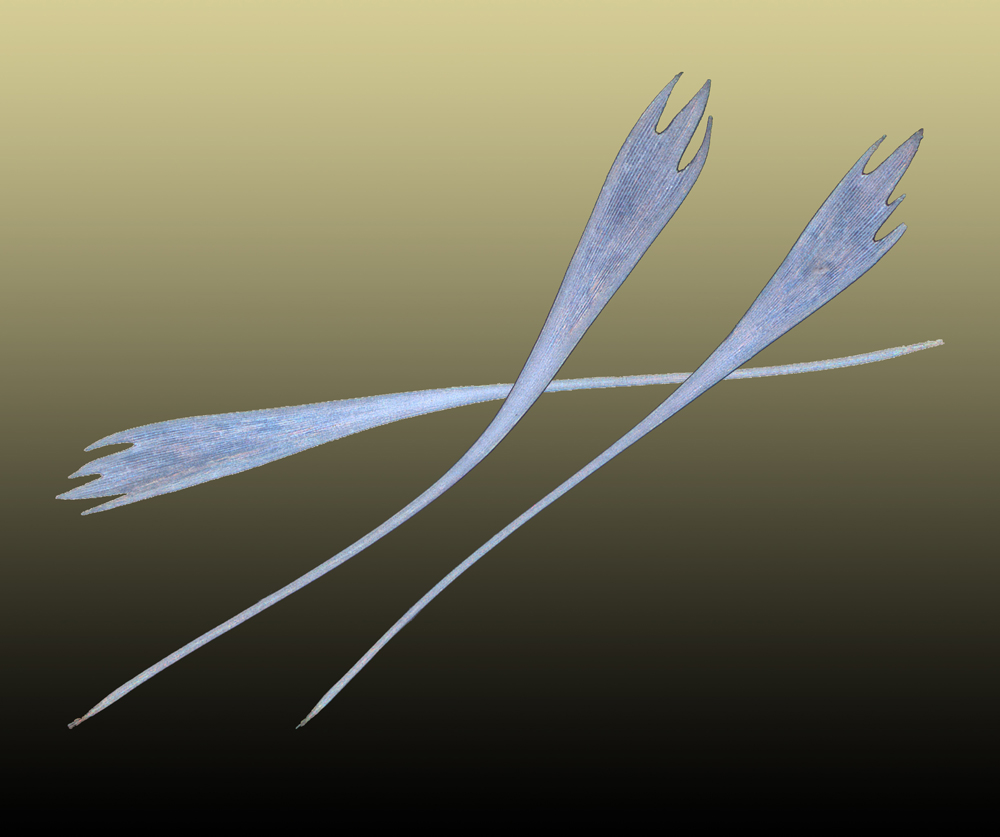 Chrysiridia rhipheus tail trailing edge scales.