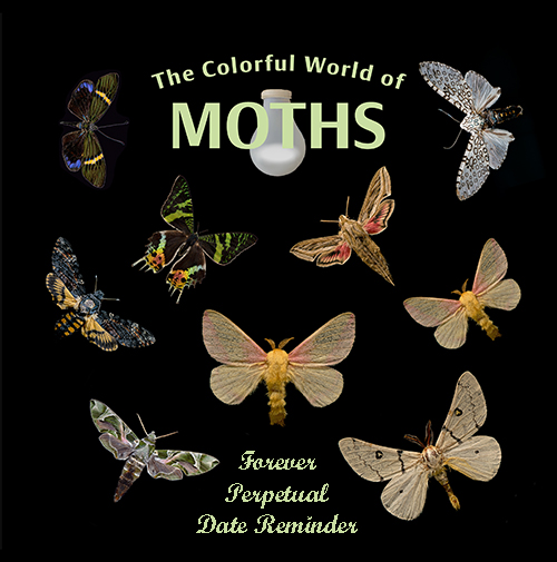 2023 Butterfly reminder cover